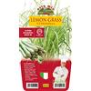 ORTOMIO 1 PIANTA IN VASO Ø14CM DI LEMON GRASS CITRONELLA ORTOMIO orto
