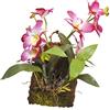 Lucky Reptile IF-18 Hanging Orchid, Purple
