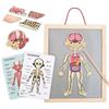 mamabrum Puzzle Corpo Umano per Bambini da 3 Anni, Gioco Corpo Umano Magnetico con 74 Pezzi, Anatomia per Bambini con 2 Carte Fronte-Retro, Scheletro, Muscoli, Organi e Puntatore