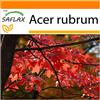 SAFLAX - Garden in the Bag - Acero rosso - 20 semi - Acer rubrum
