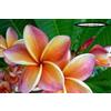 Generico 4 SEMI DI PLUMERIA -FRANGIPANI - POMELIA- VARIETA' Phet Praya Lae