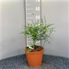SAVINI VIVAI L'ARTE DI FARE NATURA SAVINI VIVAI Pianta di Limone Caviale Giallo Albero di Agrumi Finger Lime Limone ad Alberello in Vaso 20 cm Altezza 50-70 cm 2 Anno di Innesto Made Italy