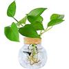 MMIAOO Mini vaso decorativo vetro - Idroponica - Vaso da fiori in vetro per matrimoni, feste, decorazione primaverile (rotondo 13 x 13 cm)