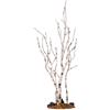 Lemax birch tree, medium