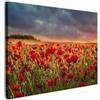 MuchoWow© Stampe su Tela 70x50 cm Foto Quadri Moderni Camera da Letto Canvas Quadro Salotto Decorazione Parete Tramonto - Papaveri - Rosso - Fiori - Campo - Natura