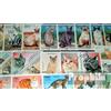 Prophila Collection Motivazioni 50 Diversi Gatti Francobolli (Francobolli per i Collezionisti) Gatti/Grandi felini (Leoni/tigri/Leopardi...)