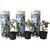 Plant in a Box - Plumbago auriculata - Set di 3 - 'Gelsomino azzurro' - Piombaggine - Vaso 9cm - Altezza 25-40cm