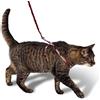 PetSafe Easy Walk, Pettorina e Guinzaglio Elastico per Gatti, Regolabile, Guinzaglio Elastico, Rosso, L