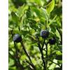 HERBOPLANET MSA VACCINIUM MYRTIL 50ML