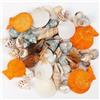 Rierousy Conchiglie Decorative Conchiglie di Mar Piccole Stelle Marine Decorative Conchiglie per Decorazioni, Naturali Decorazioni Mare Spiaggia