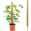 GIDWRIY Bastone per Piante Rampicanti 120 CM,Supporto Monstera Palo Muschiato perPiante Sostegno,Palo di Muschio per Piante con 2 M Corda Juta,Bastone Fibra di Cocco,Moss Pole,Plant Support Stick