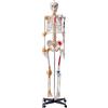 VEVOR Modello Anatomico di Scheletro Umano per Insegnamento 182 cm, Modello di Scheletro Anatomico in PVC con Legamenti, Braccia, Gambe Mascelle Mobili, Origine Muscolare per la Formazione Anatomia