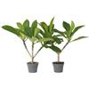 Plant in a Box - Set di 2 - Plumeria hawaiana - Frangipani - Vaso 17cm - Altezza 45-55cm - Pianta da appartamento fiorita - Pianta tropicale
