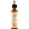 SCHWABE PHARMA ITALIA Srl RED CHESTNUT BACH ORIG 20ML
