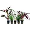 AquaOne Piante da terrario, 5 piante da terrario, piante vive paludarium, Cordyline Ophiopogon Hemygraphis Acorus, foresta pluviale, decorazione terrascaping
