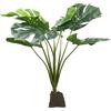 Lucky Reptile Monstera