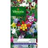 VILMORIN Ancolie Stella Variée, Giallo,Verde,Rosa,Bianco