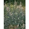 HERBOPLANET Srl tsa artemisia vulgaris 50 ml