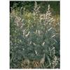 TSA ARTEMISIA VULGARIS 50ML