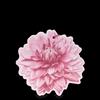 L'ERBOLARIO SFUMATURE DALIA FIORE PROF