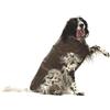 Croci Montreal - Cappotto per cani, Mantello invernale, Giacca impermeabile, Taglia 35 cm, Marrone