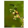 Herboplanet Msa Ribes Nigrum 50 Ml