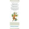 Vegetal Progress Nervolio Soluzione Naturale per il Benessere dei Nervi, 50ml
