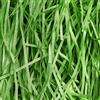 JeeMooTown 500g Carta Tagliuzzata per Regali - Verde - Paglia per Cesti - Ideale Paglia Confezioni per Scatole Regalo