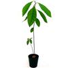 POWERS TO FLOWERS - AVOCADO, PIANTA DELL'AVOCADO, PIANTA DA FRUTTO, vaso 13cm diametro, pianta vera