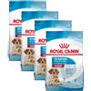 Royal Canin Starter Mother & Babydog Medium KIT RISPARMIO 4X4KG