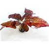 Gärtnerei - Garnelio Garnelio - Loto tigre rosso, per acquario, pianta acquatica, Nymphaea Lotus, 5 bulbi