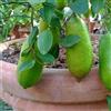 le Georgiche Limone Caviale Verde Finger Lime (Microcitrus Australasica), Vaso 20Cm