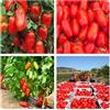 Generico Pomodori San Marzano Alto, Varietà da Orto 150 Semi, San Marzano tomato seeds
