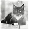 DRAEGER PARIS 1886 - Grande calendario da parete 28 x 29 cm 2026 - Tema gatti in bianco e nero - 12 mesi - Carta FSC - Illustrazioni staccabili