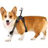 Accessori e Giochi Cani e Gatti