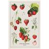 Now Designs Strofinaccio da cucina con stampa vintage Straberries, 45,7 x 71,1 cm