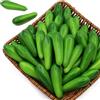 Tuxiaobu, verdure artificiali in finto cetriolo per decorazione realistiche - finti cetrioli in plastica per decorazioni imitazioni per cucina, casa, ornamento, fotografia - 30 pezzi verdi
