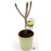 POWERS TO FLOWERS - PLUMERIA FRANGIPANI GIALLA, INCA GOLD, altezza 50cm, vaso 18, pianta vera