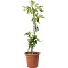KENTIS - Ficus Carica - Pianta di Fico Comune - Piante da Frutto da Esterni - Pianta Vera da Giardino - H 80-100 cm Vaso Ø 24 cm