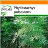 SAFLAX - Garden in the Bag - Moso/Bambù gigante - 20 semi - Phyllostachys pubescens