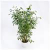 le Georgiche Pianta vera di Ficus benjamina Natasja - Diametro Vaso Ø 12 cm
