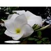 Generico 4 SEMI DI PLUMERIA -FRANGIPANI - POMELIA- VARIETA' White_Allow