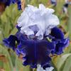 Generic Iris germanica, Esotico, Iris Bulbs, Esotico, Adattabile,Dea dell'Arcobaleno, Iris bulbi, Bulbo di iride raro-2 Bulbi,e