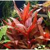 AquaPlants Piante acquatiche Prodotto Esclusivo - 35 Piante Rosse - Piante Vive da Acquario