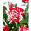 PERAGA GARDEN 1 PIANTA DI ROSA PARADE GIGI VASO 10.5CM profumata rosellina interni