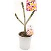 POWERS TO FLOWERS - PLUMERIA FRANGIPANI JENNI, altezza 50cm, vaso 18, pianta vera