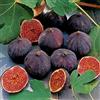 VEG SRLS FICO SIMILE-FICUS CARICA- VIOLA DOMENICO TAURO- albero da frutto da esterno pianta vera Ø 19 cm - h 150 cm