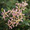 ClematisOnline Gelsomino Star of Sicily (per balcone e patio) - Vaso 1,5 litro (Pianta rampicante - Gelsomino - Pianta adulta) | ClematisOnline