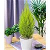 PERAGA GARDEN 1 PIANTA DI CUPRESSUS GOLDEN CREST CIPRESSO WILMA VASO 12CM conifera