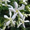 ClematisOnline Gelsomino - Trachelospermum jasminoides (per balcone e patio) - Vaso 1,5 litro (Pianta rampicante - Gelsomino - Pianta adulta) - Muri e recinzioni, Pergola, Balconi e terrazze | ClematisOnline